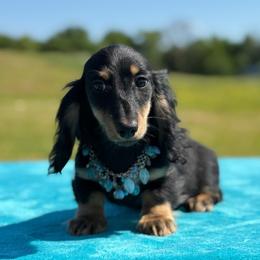 Frankie - Black and tan male Dachshund puppy in Lincoln, Arkansas from Red Dirt Dachshunds