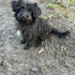Aussiedoodle, Miniature Australian Shepherd, Poodle, and Toy Australian Shepherd Puppies from Mowry Creek Mini Aussiedoodles and More