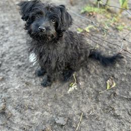 Aussiedoodle, Miniature Australian Shepherd, Poodle, and Toy Australian Shepherd Puppies from Mowry Creek Mini Aussiedoodles and More