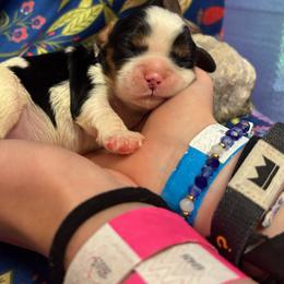 Jasmine - Tri-color female Cavalier King Charles Spaniel puppy in Broken Arrow, Oklahoma from Cavalier King Charles Heartland