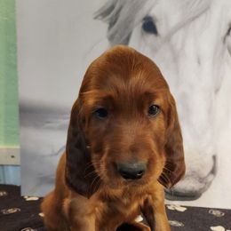 My pick of the litter - Mahogany female Irish Setter puppy in Baileyville, Maine from Down East Setters and Labs