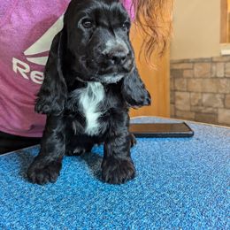 English Cocker Spaniel Puppies from Underwood's English Cocker Spaniels