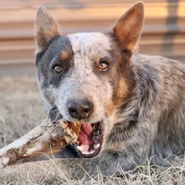 Australian Cattle Dogs from Kimble ACD’s