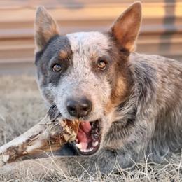 Australian Cattle Dogs from Kimble ACD’s