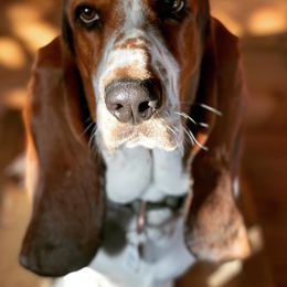 Basset Hounds from PoeCo Basset Hounds