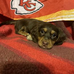 Dachshund Puppies from Abby Stuart