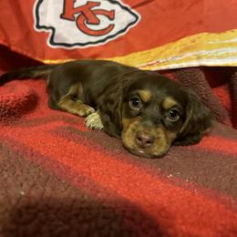 Dachshund Puppies from Abby Stuart