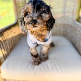 Mr.Darcy - Merle male Goldendoodle puppy in Ocoee, Tennessee from Liberty Creek Farms