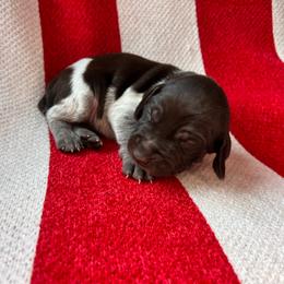Token - Liver roan female German Shorthaired Pointer puppy in Dugspur, Virginia from Pilgrims Trails Shorthairs