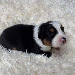 Dolly - Black tri-color female Australian Shepherd puppy in Olivehurst, California from Double M Aussies