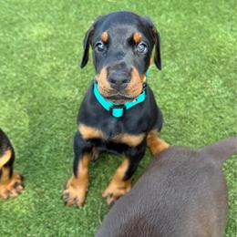 Black Male 1 - Black and rust male Doberman Pinscher puppy in Wirtz, Virginia from Ludic Kennels