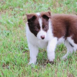 Border Collies from Bar Seven Cattle Dogs