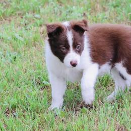 Border Collies from Bar Seven Cattle Dogs