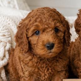 Copper - Red male Cavapoo puppy in Council Bluffs, Iowa from The Doodle Den