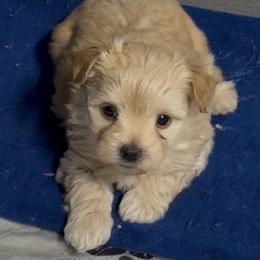 Biscotti 'Scottie' - Gold male Morkie puppy in Tucson, Arizona from Sun-Kissed Morkies