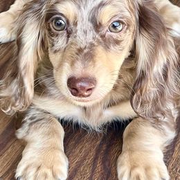 Dachshund Puppies from STORIED DOXIES