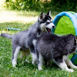 Siberian Husky Puppies from Zuska Siberians