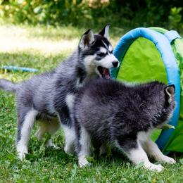 Siberian Husky Puppies from Zuska Siberians