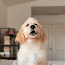 Scone, Boy - Red  male Goldendoodle puppy in Maricopa, Arizona from Desert Ridge Doodles