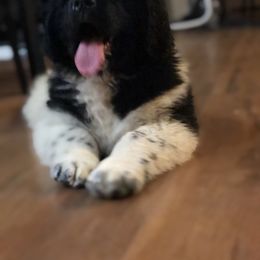 Newfoundland Puppies from Bookcliff Newfies