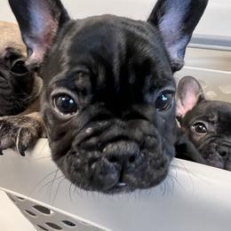 French Bulldog Puppies from Stratton Kennel