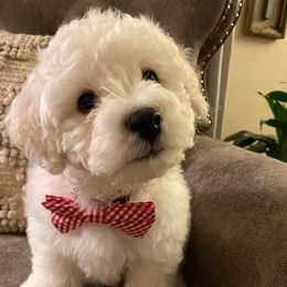 Bichon Frises from Nance Bichon Frise