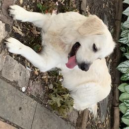 Golden Retrievers from Lagniappe Goldens