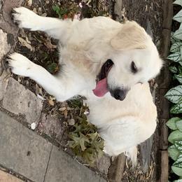 Golden Retrievers from Lagniappe Goldens