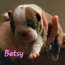 Betsy - Red female Boston Terrier puppy in Lexington, Indiana from NanzBostz