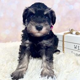 Female 1 - Black and silver female Miniature Schnauzer puppy in Springfield, Tennessee from My Lovable Schnauzers