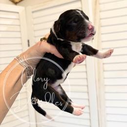 Yellow - Tri-color female Bernedoodle puppy in Rockwall, Texas from Glory Doodles