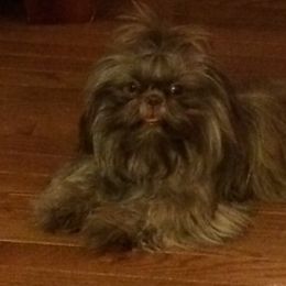 Maltese, Poodles, Shih Tzus, and Yorkshire Terriers from Deborah Richards yorkies