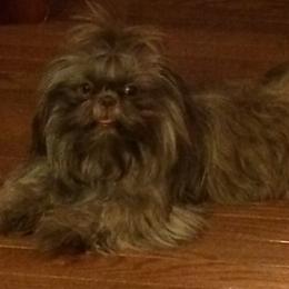 Maltese, Poodles, Shih Tzus, and Yorkshire Terriers from Deborah Richards yorkies