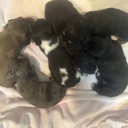 Dachshund puppies from Ashton’s Doxies of Southern IL
