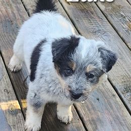 Luke - Black and white male Companion Cross puppy in Utica, New York from Australian Cattle Dog Mix