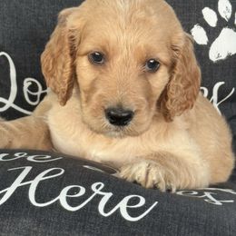 Ben - Red male Assorted Doodle Crosses puppy in Maryland from Grind Stone Breeding Kennels