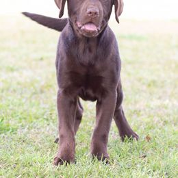 Labrador Retriever Puppies from Strickland’s Southern Kennels