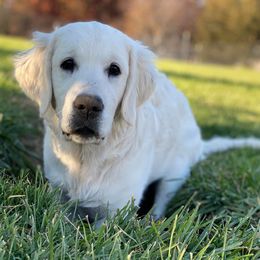 Golden Retrievers from Majestic Goldens