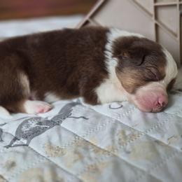 Hero - Tri-color male Border Collie puppy in Watsontown, Pennsylvania from Kate Gresham