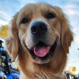 Sorcha - Golden Retriever