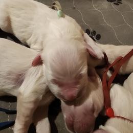 Mint - Golden female Golden Retriever puppy in Lucasville, Ohio from Halo Kennels