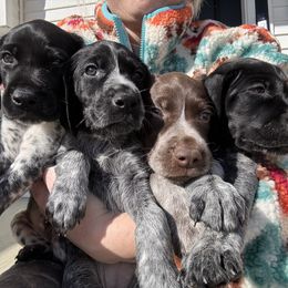 German Shorthaired Pointer puppies from BadboysGSPS