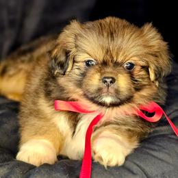 Butter Bean - Sable male Tibetan Spaniel puppy in Vancouver, Washington from Trillium Tibetan Spaniels