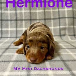 Hermione - Dapple female Dachshund puppy in Carlsbad, Texas from MV Mini Dachshunds