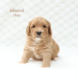 Admiral - Apricot male Australian Labradoodle puppy in Hurricane, Utah from Red Desert Doodles