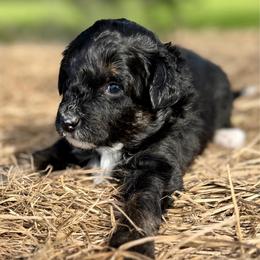 Grey collar toy - Black tri-color male Aussiedoodle puppy in 32046, Florida from River Hill Ranch