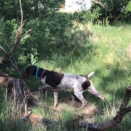 Finley - German Shorthaired Pointer