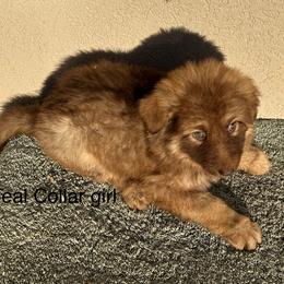 Teal Collar Girl - Sable female German Shepherd puppy in Columbus, Mississippi from Olde Wolfe German Shepherds