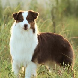 Justice - Australian Shepherd