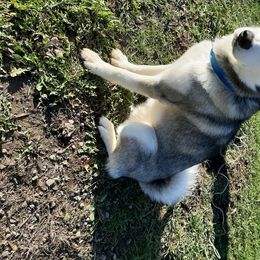 Saber - Siberian Husky